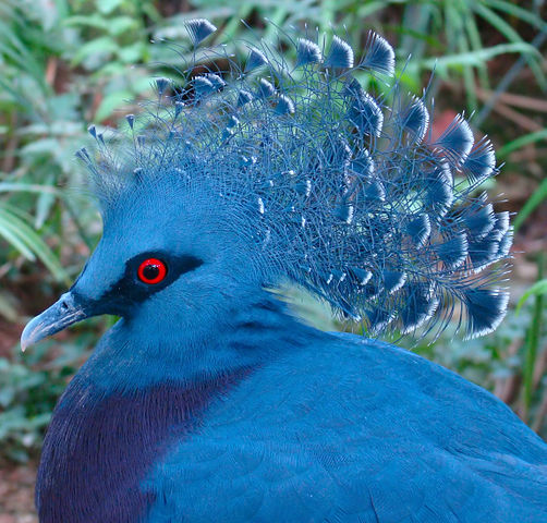 الحمام الازرق - كيف تعيش الحمامة الزرقة 502Px Victoria Crowned Pigeon Jurong