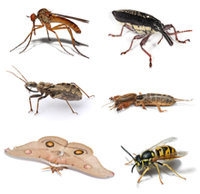 حشرة الفاسياء - ماهي الحشرات الطائفة 220Px Insect Collage