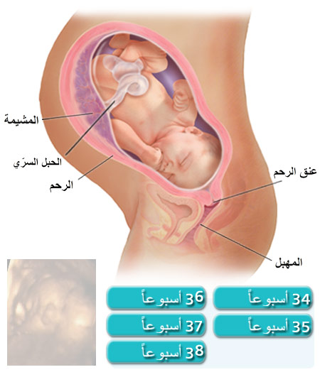 مراحل نمو الجنين في الشهر الثامن - زيادة وزن طفلك في بطنك في شهرك الثامن Ultrasound 8M