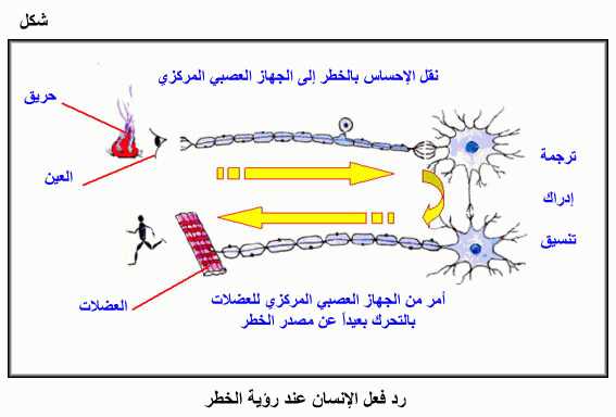 مفهوم العضلات المتضادة , العضل المضاد لدي الجميع