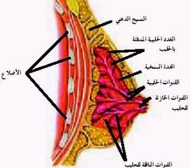 ارتفاع هرمون الحليب - علاقة هرمون الحليب بالنشوة الجنسية Arwomenhealth-Com 1816