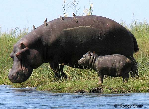 السيد قشطة - فرس النهر يجذب الاطفال Baby Hippo 0367