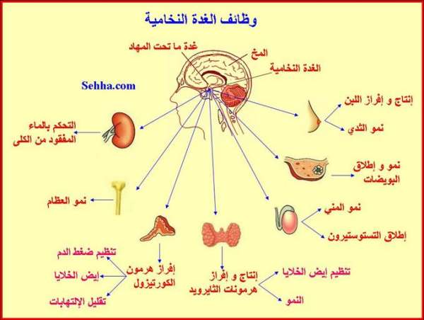 دورها مهم جدا بالجسم , الغده النخامية