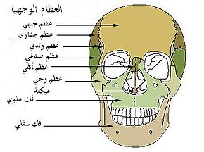 كم عدد عظام الجمجمة - العضم في الدماغ يا تري كام 290Px Facial Bones