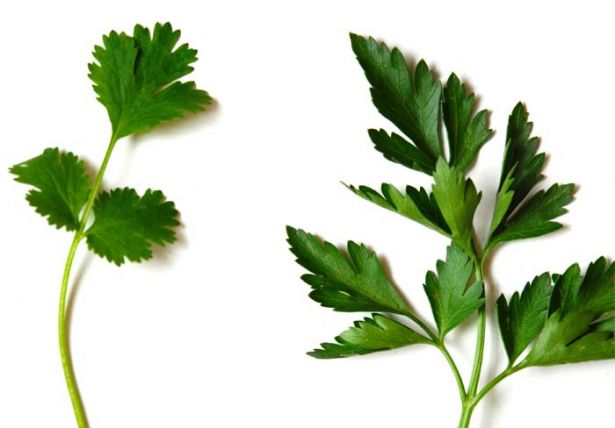 الفرق بين البقدونس والكزبره - كبرتي وعرفتي تفرقي بينهم Coriander Parsley Difference 971825 Large