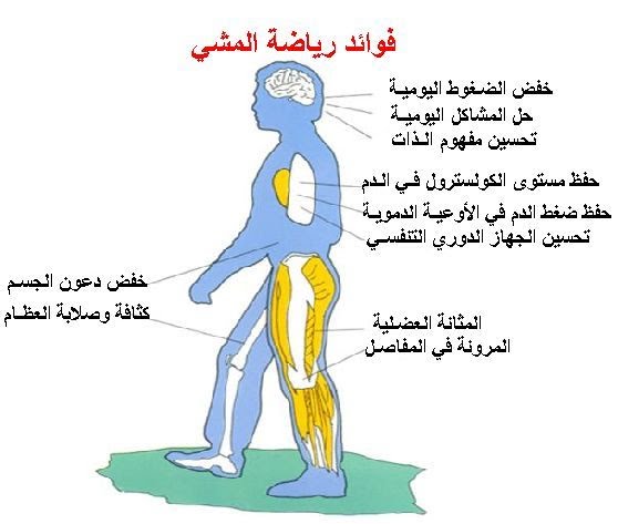 فوائد الرياضة للجسم , المشي نصف ساعة يوميا يفعل المعجزات