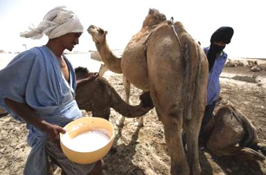 لبن الابل , لو تعلم فوائده لاصبحت مدمن لحليب الابل