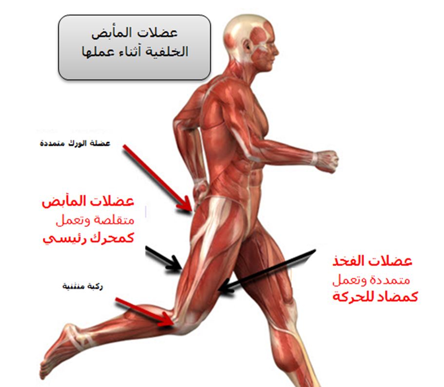 عضلات الفخذ , تمارين لاظهار عضلات الفخد