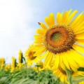 422 دوار الشمس - فوائد بذور دوار الشمس للصحة ساحرة القلوب