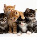 Cute Cat Wallpapers Hd حياة القطط المنزلية - انواع غريبة من القطط انقرضت مشاعر حزينه
