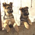 Images Erdn صفات الكلاب - وفاء الكلب اقوى من الانسان لك عمري