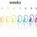 مراحل تكوين الجنين بالاسابيع مراحل تكوين الجنين بالاسابيع - كل مراحل نمو الجنين من اول يوم لاخر يوم لك عمري
