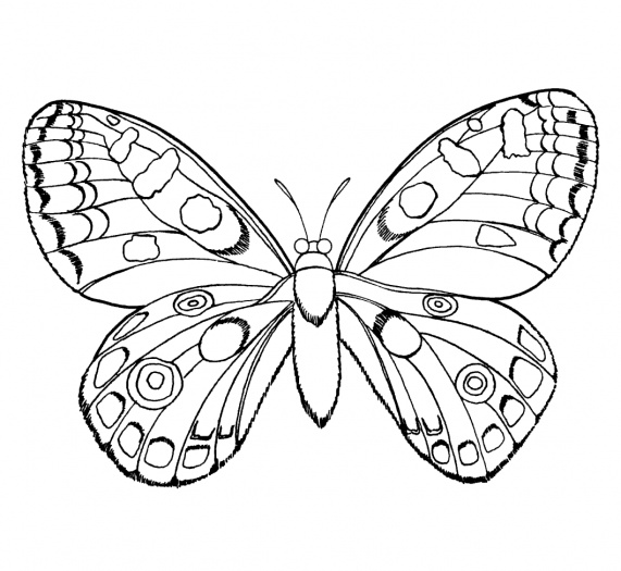 رسومات واشكال - رسوم واشكال للتلوين للاطفال روعة Butterfly 1 Coloring Page Gif