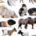 أصوات الحيوانات و الأشياء1 بحث عن اصوات الحيوانات - اسم اصوات الحيوانات و تميزها عن مخلوقات الاخرى تميمة حسام